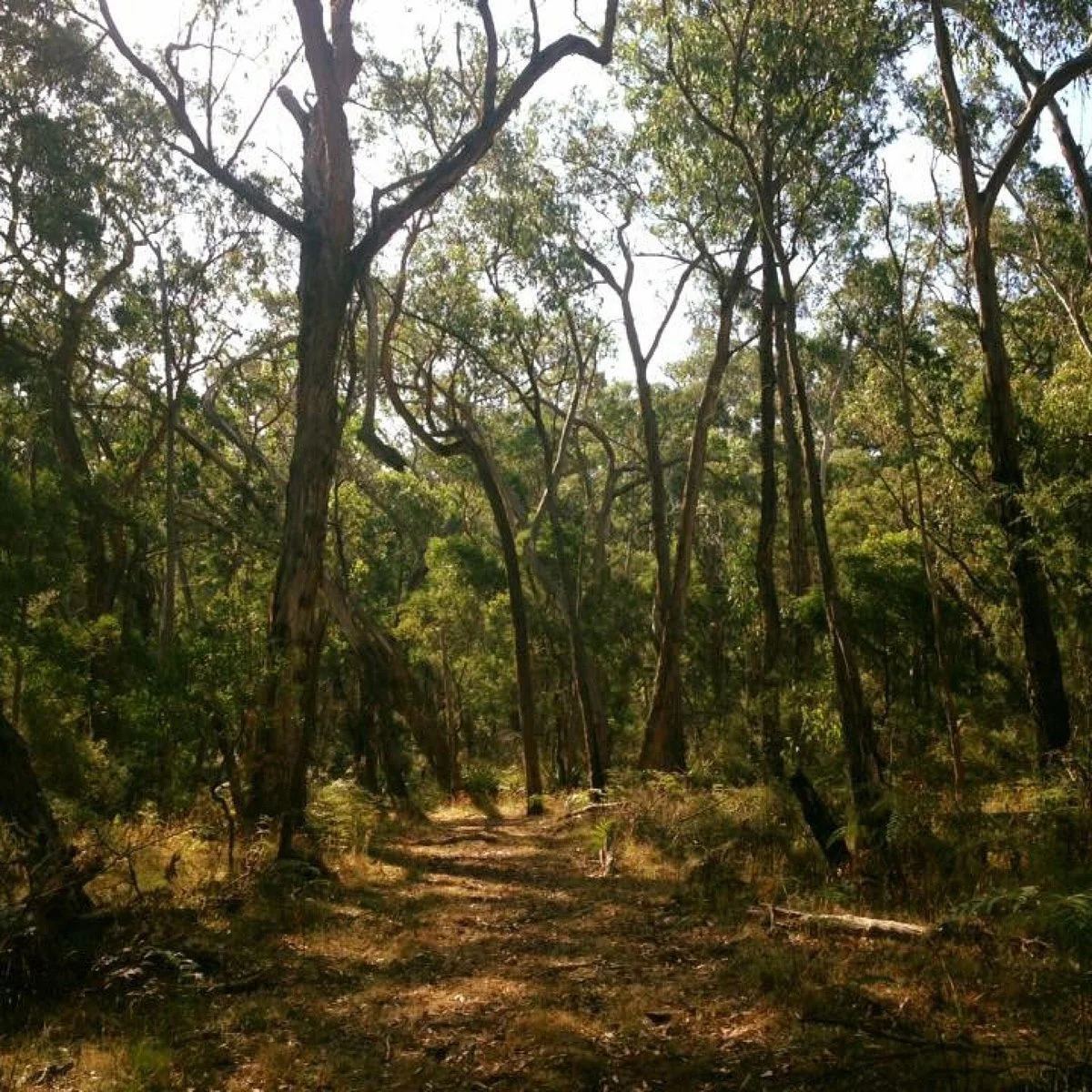 Annya State Forest
