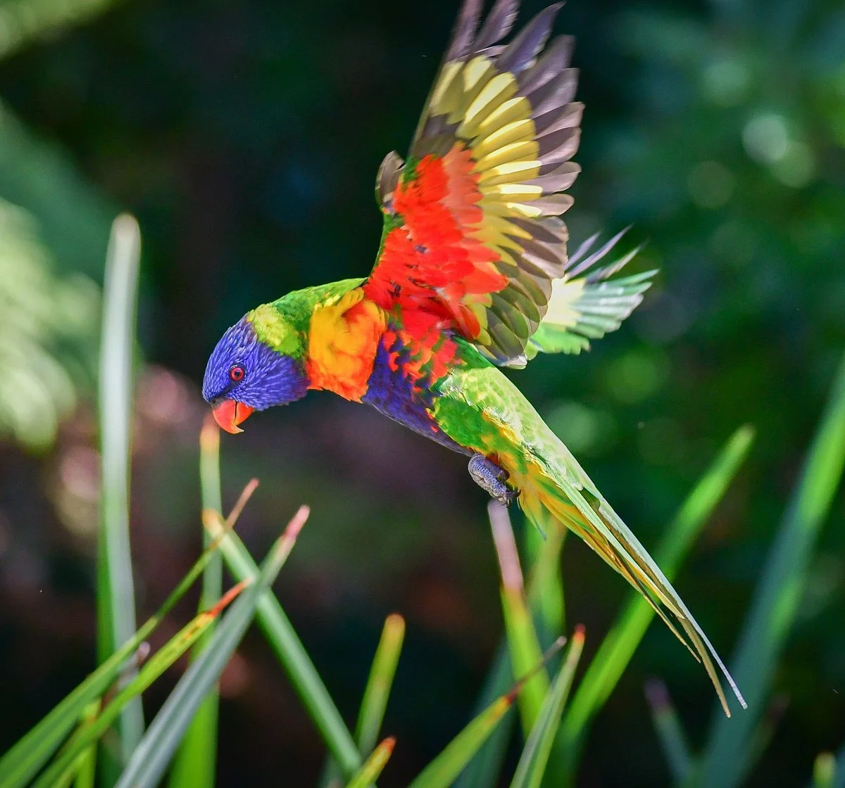 Rainbow Parrot Nature Park