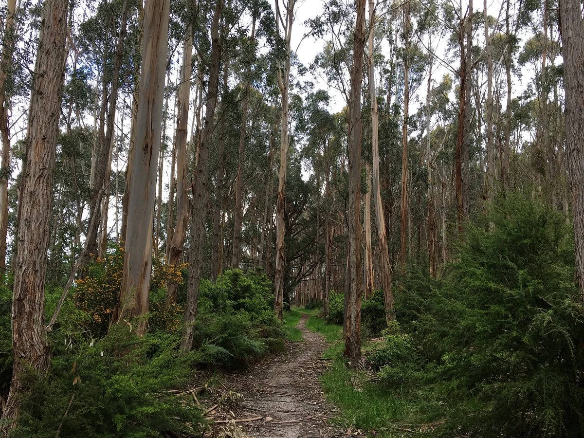 Forrest Mountain Bike Trails