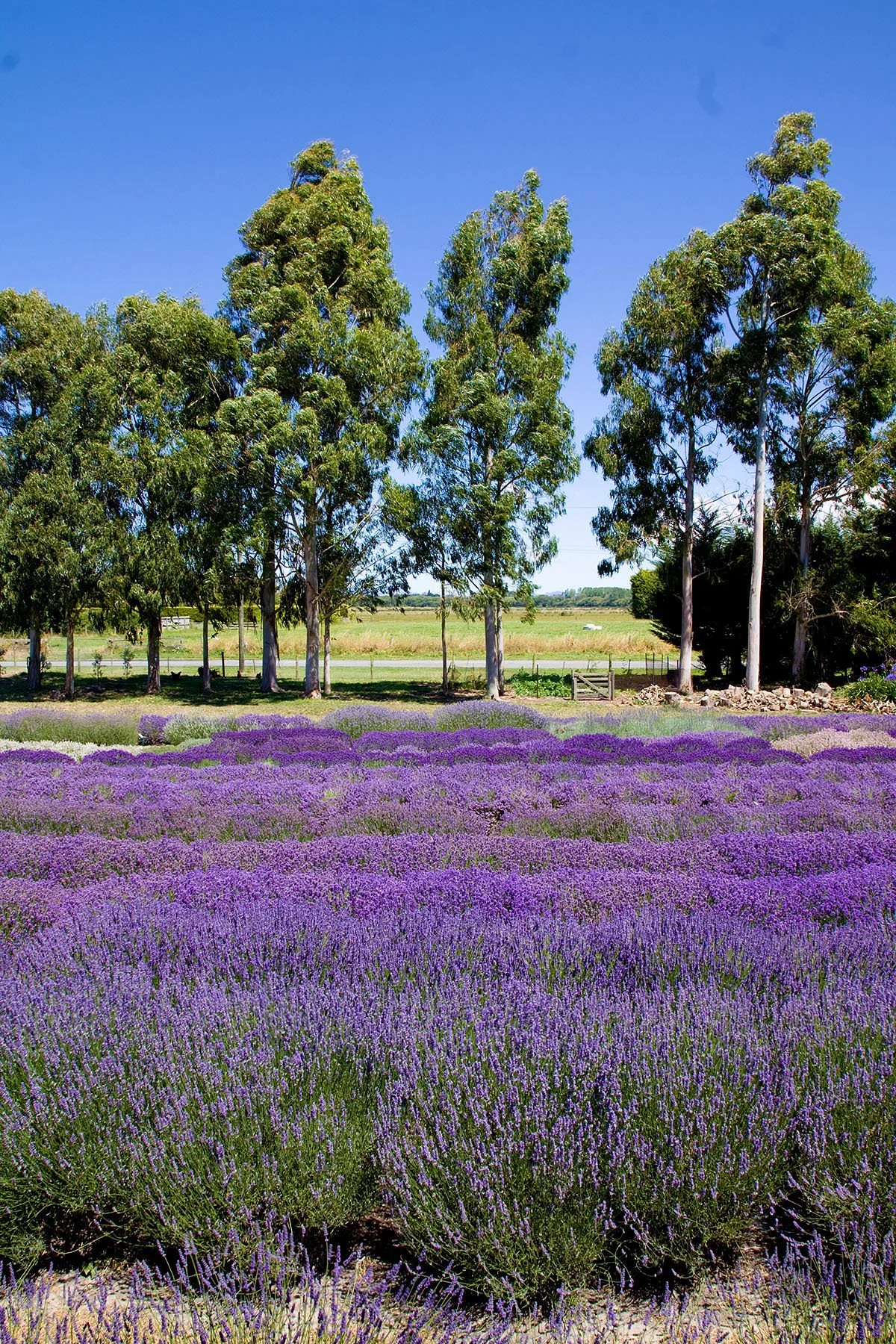 Lavender Fields