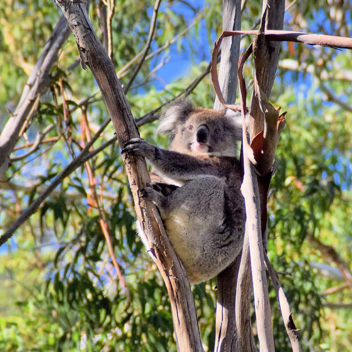 Chambers Gully Hike