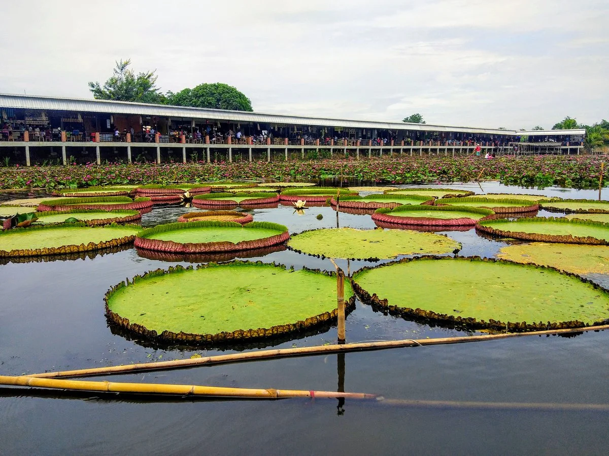 Red Lotus Floating Market