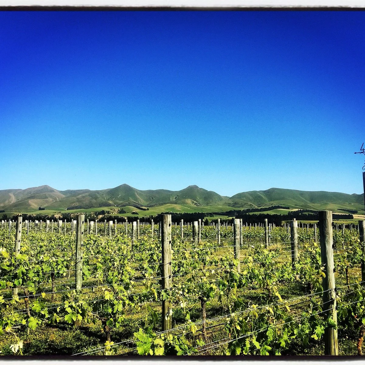 Georges Road Wines