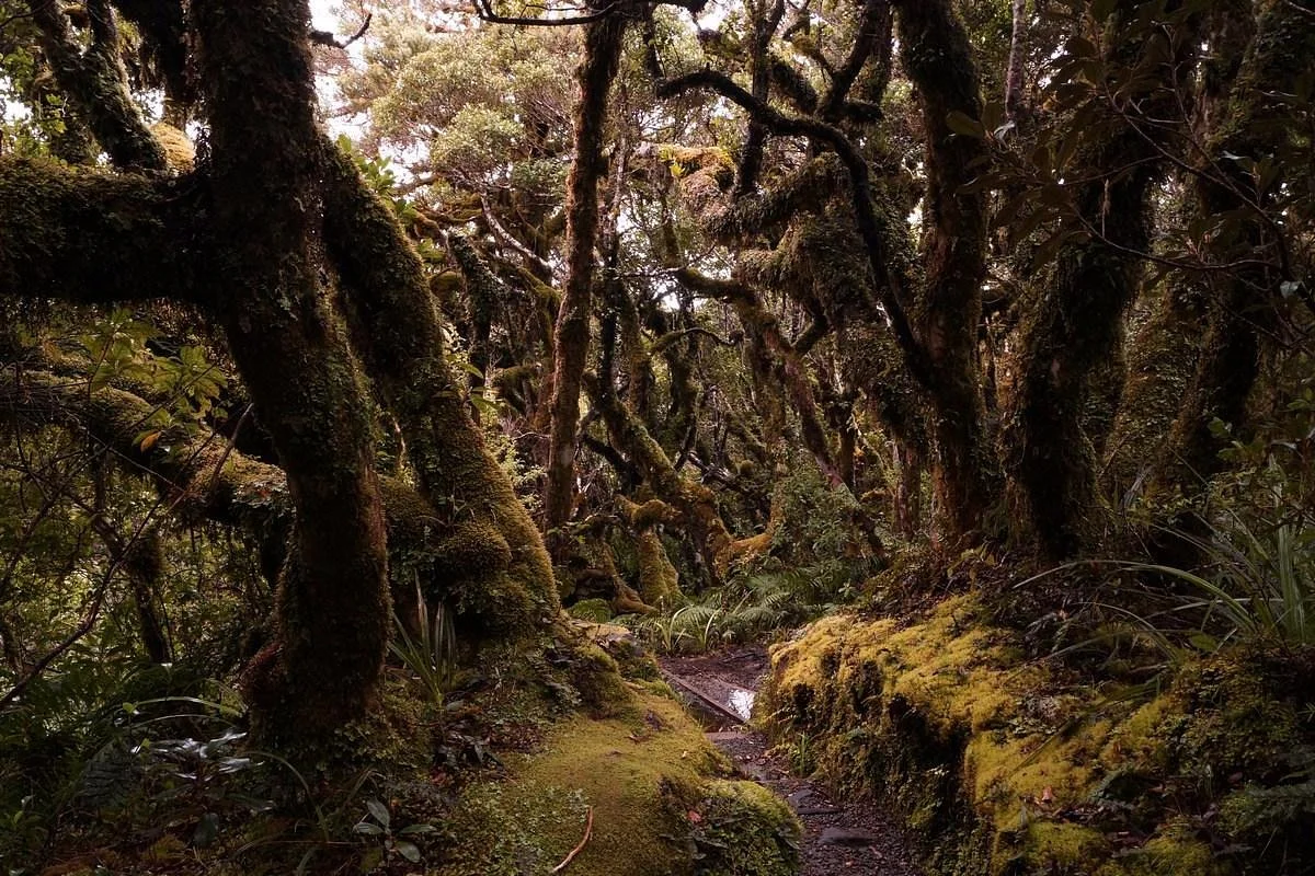 Ngatoro Loop Track