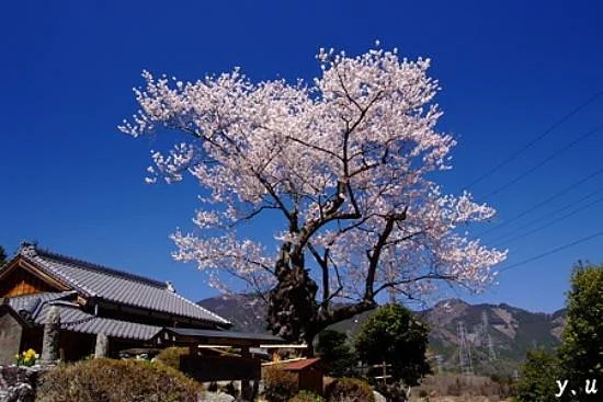 Edo Higan Cherry Trees in Shunkoji Temple