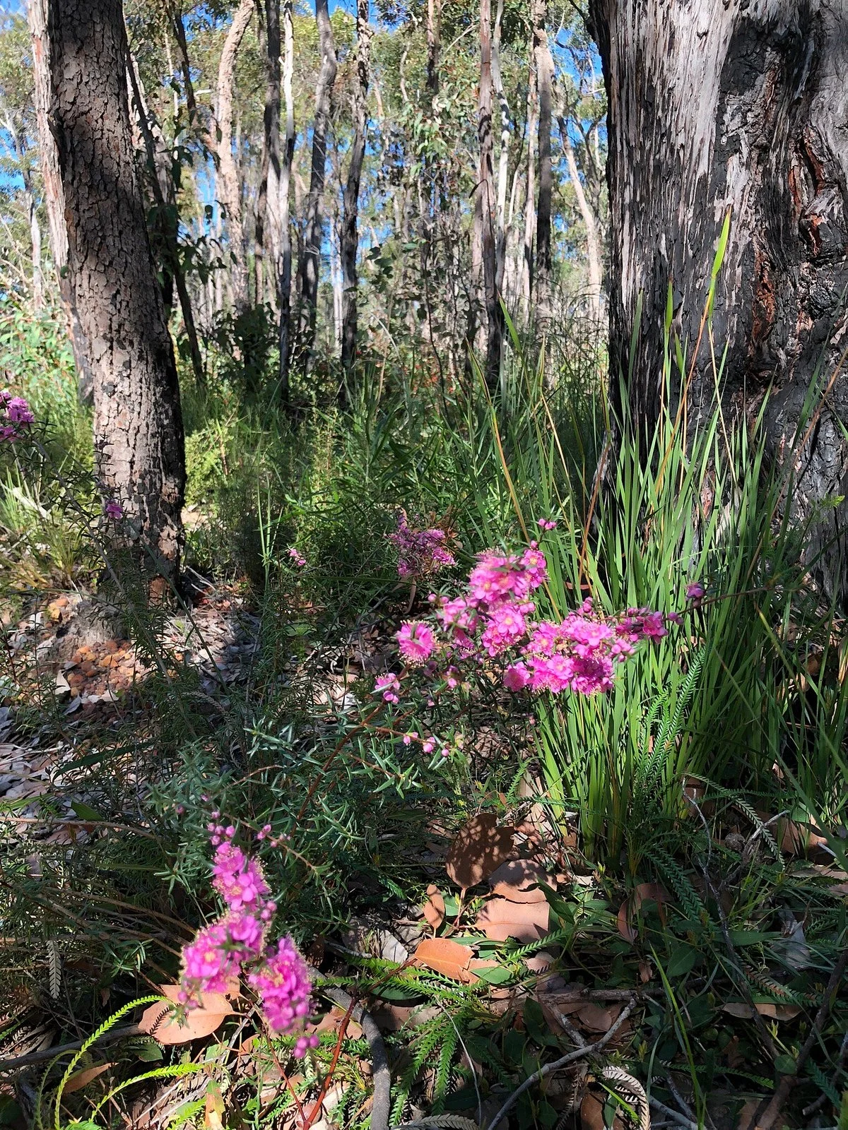 Crooked Brook Forest