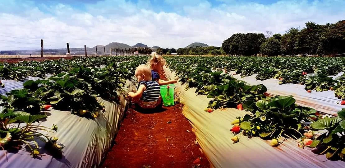 Shaylee Strawberries