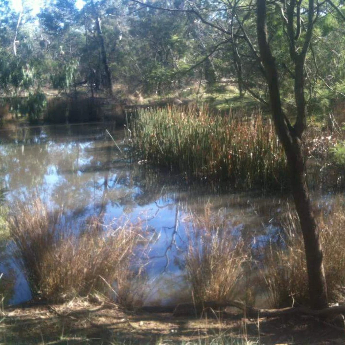 Inverleigh Flora Reserve