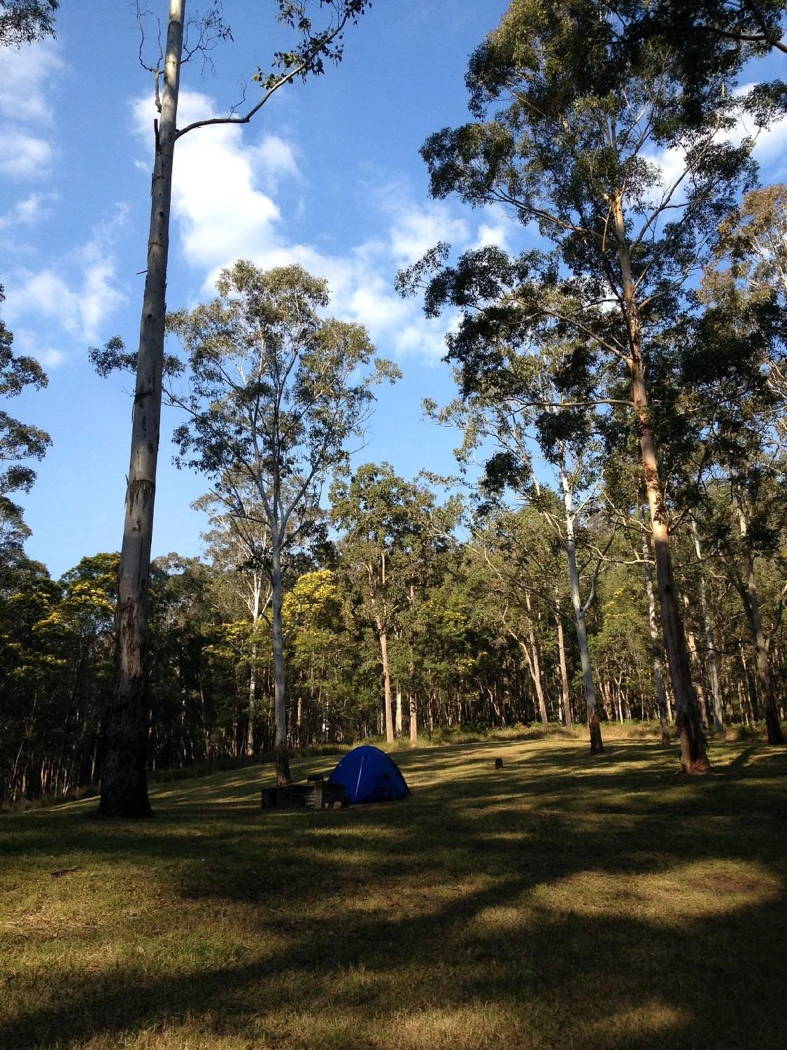 Olney State Forest