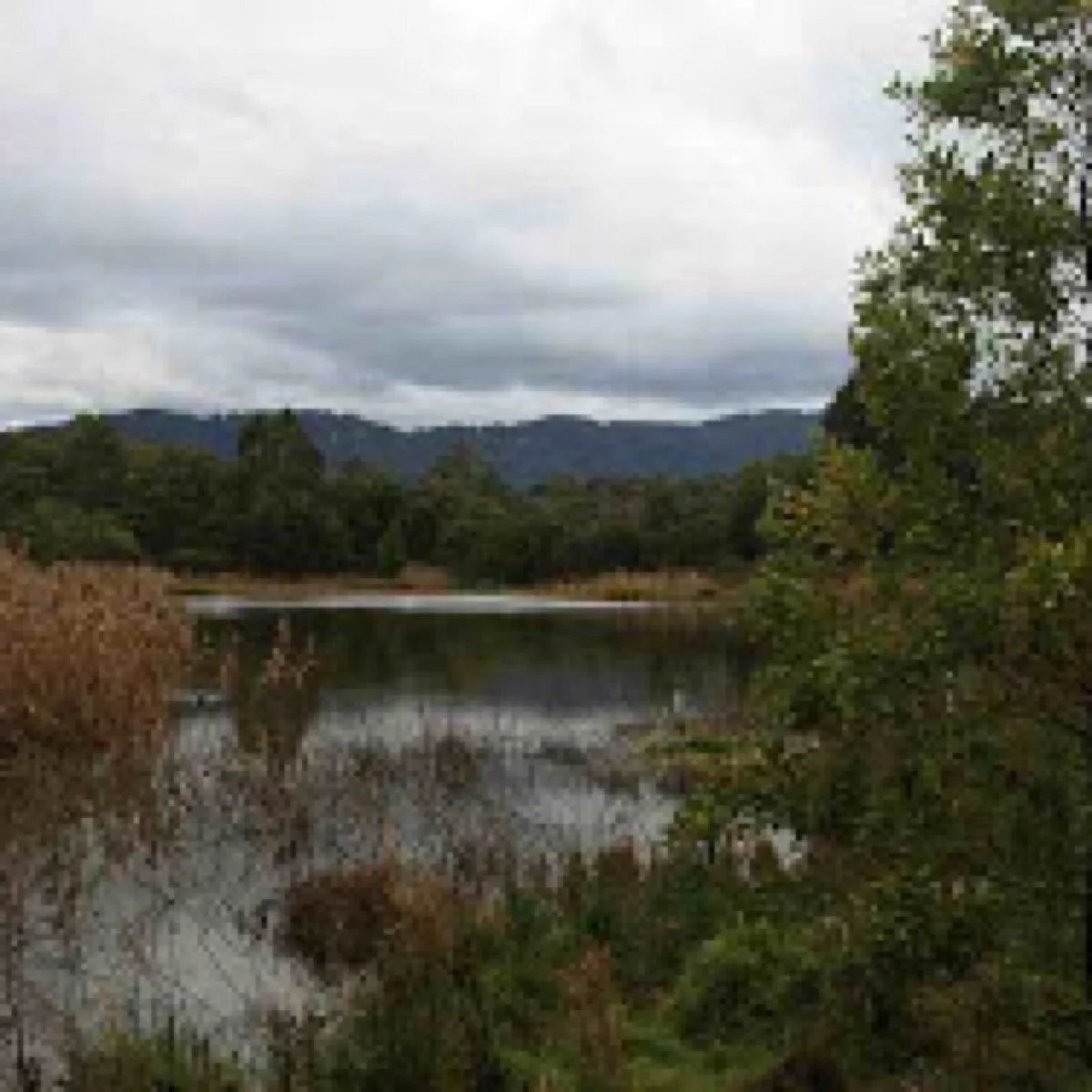 Hull Road Wetlands
