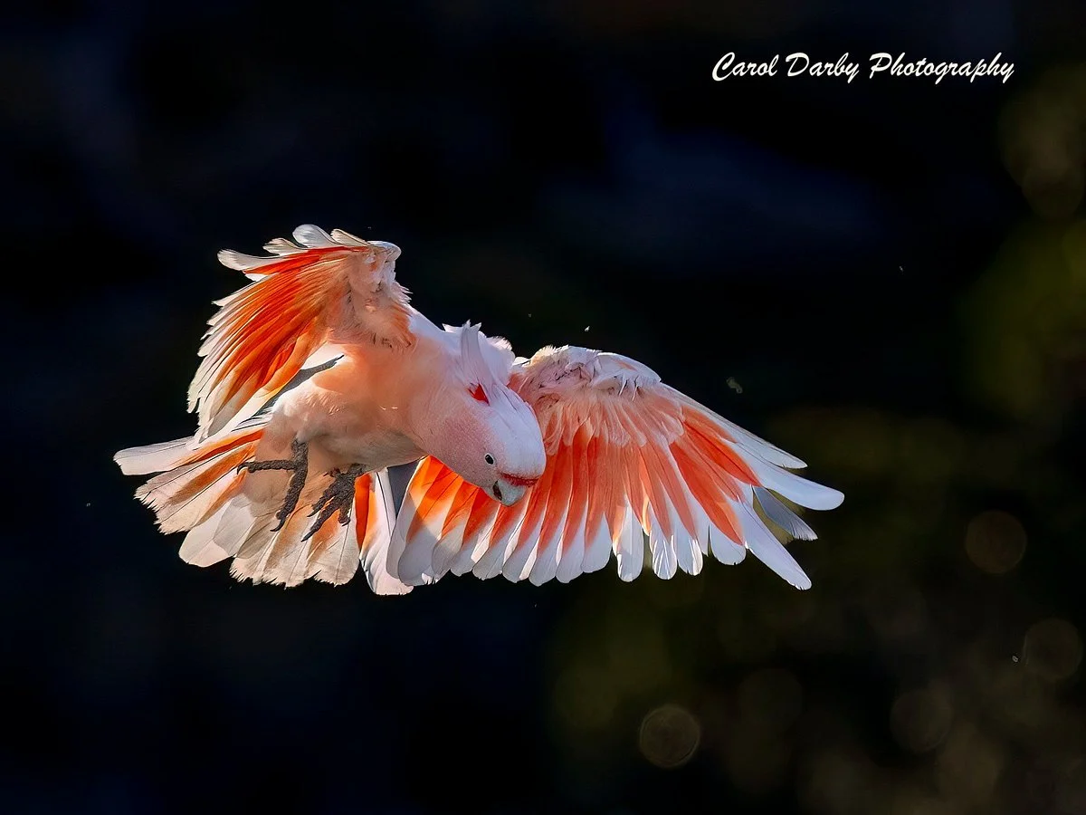 Eyre Bird Observatory