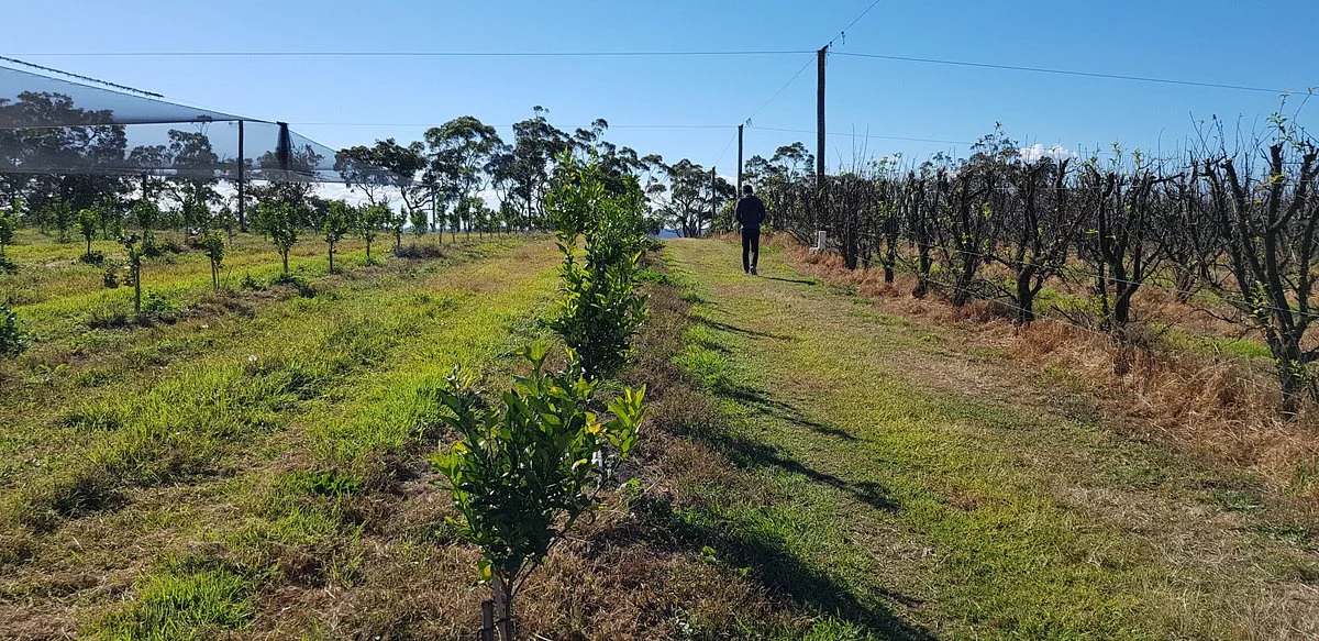 Canoelands Orchard