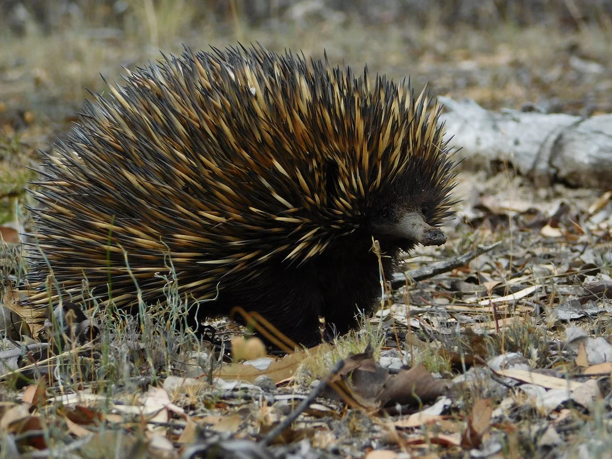 Kanyana Wildlife Rehabilitation Centre