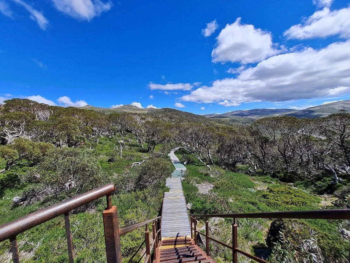 Snow Gums Boardwalk