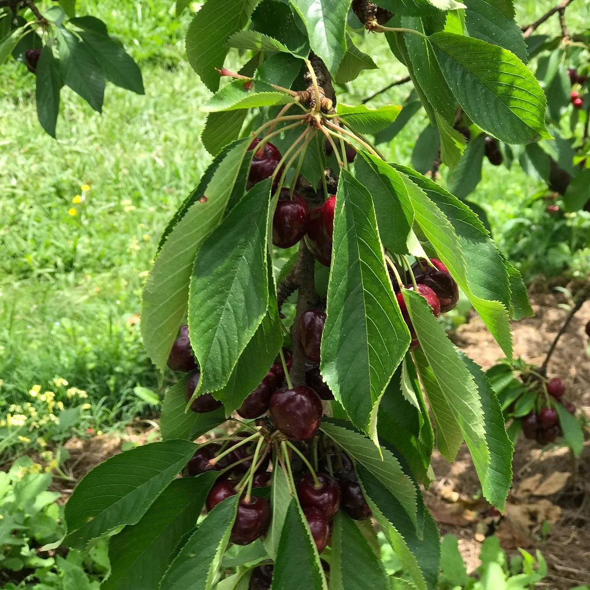 Lanidale 'The Cherry Well'