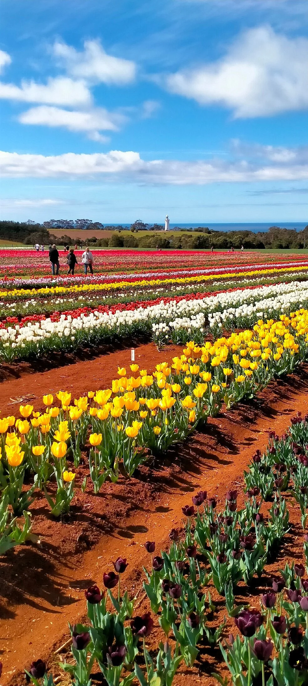 Table Cape Tulip Farm