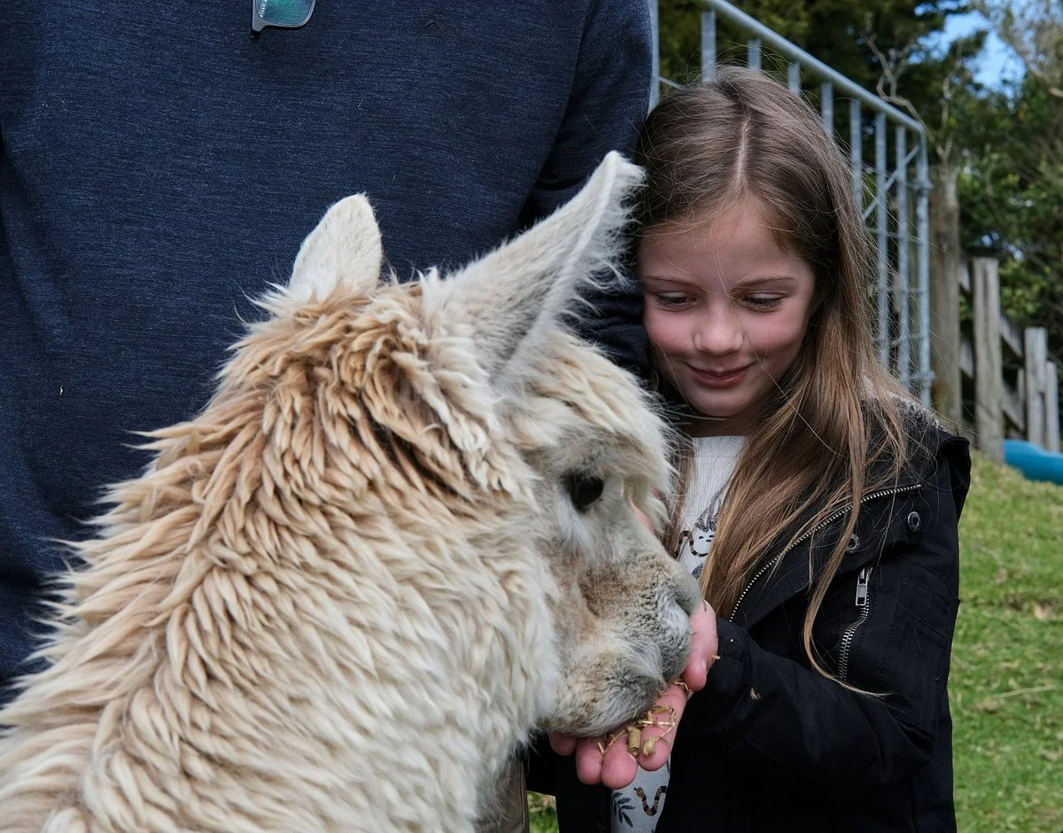 Kandiah Alpacas & Farmstay