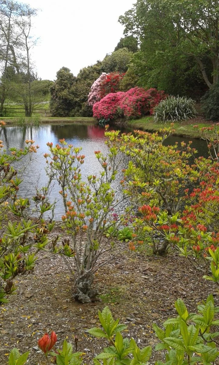 Heritage Park Rhododendron Gardens