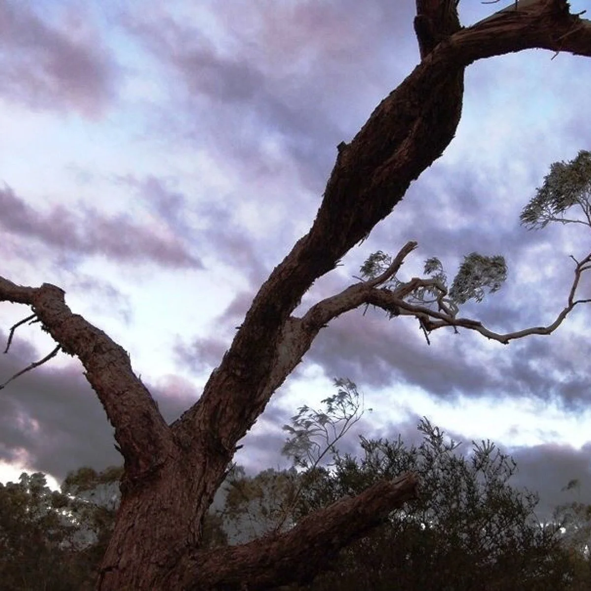 Bannockburn Bushland Reserve