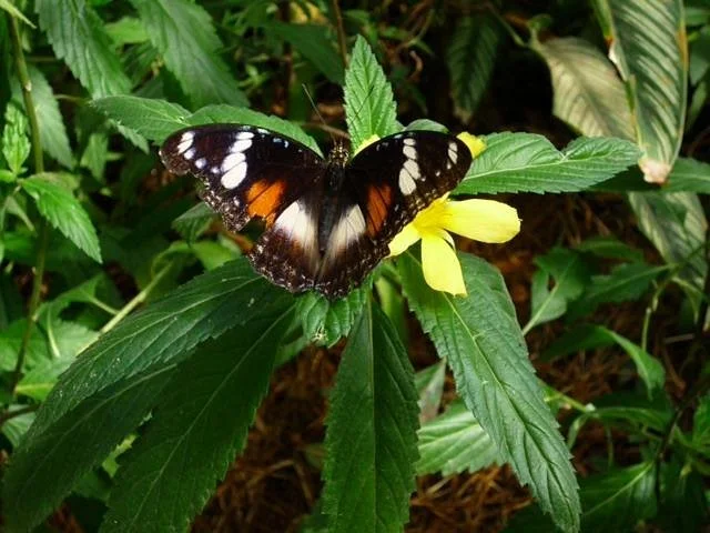 Batchelor Butterfly Farm and Pet Garden