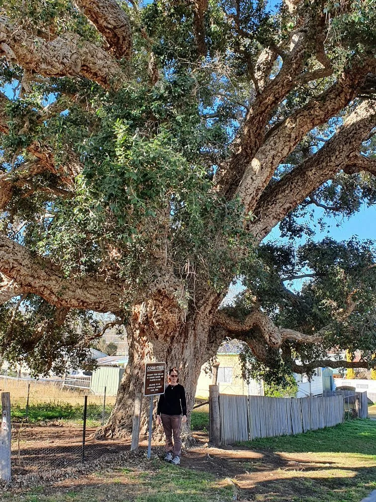 Historic Cork Tree