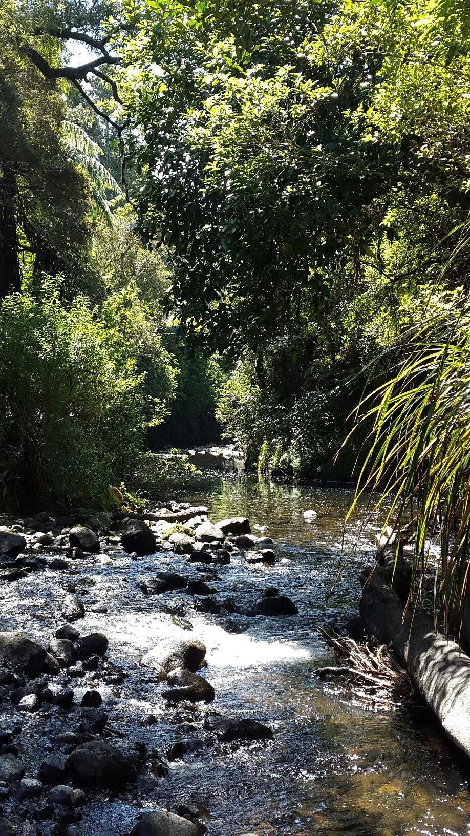 Te Henui Walkway