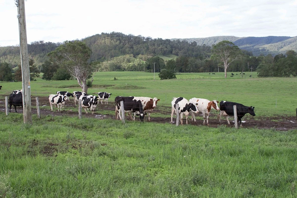 Farm Visit