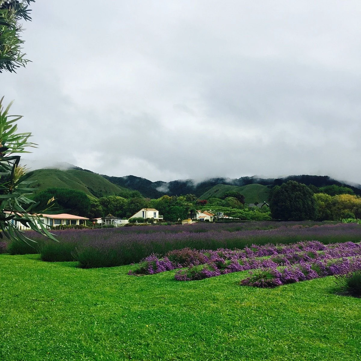 Lavender Creek Farm