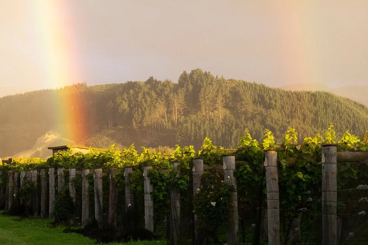 Ohau Wines
