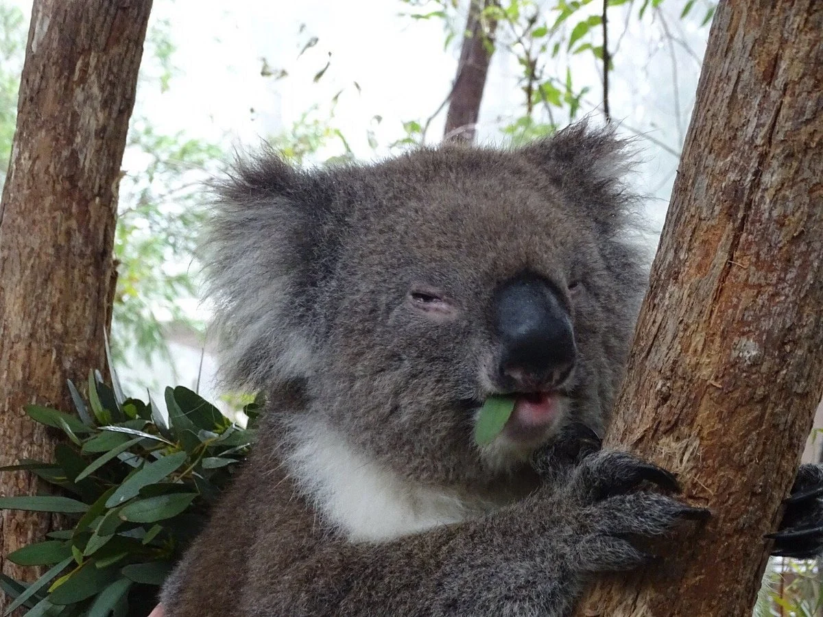 Cleland Conservation Park