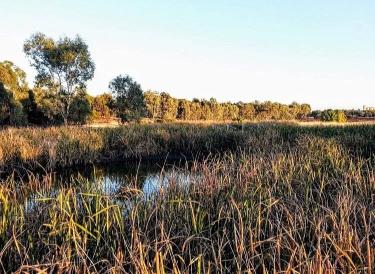 Junee Urban Wetland