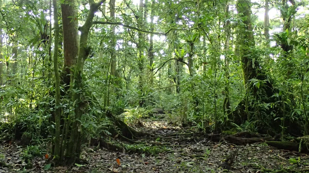 Yela Valley Ka Forest