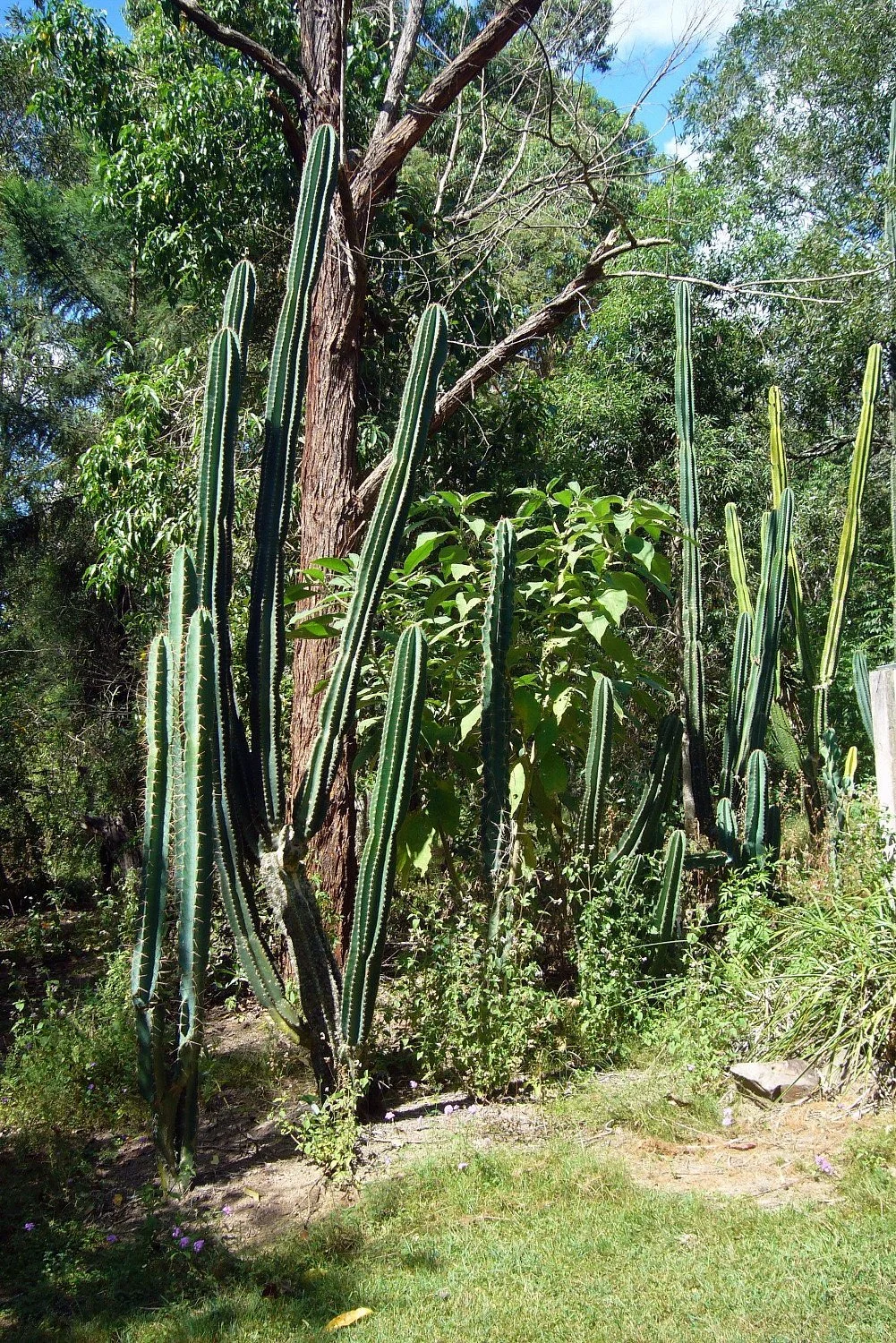 Red Fox Pittaya's Dragon Fruit Farm