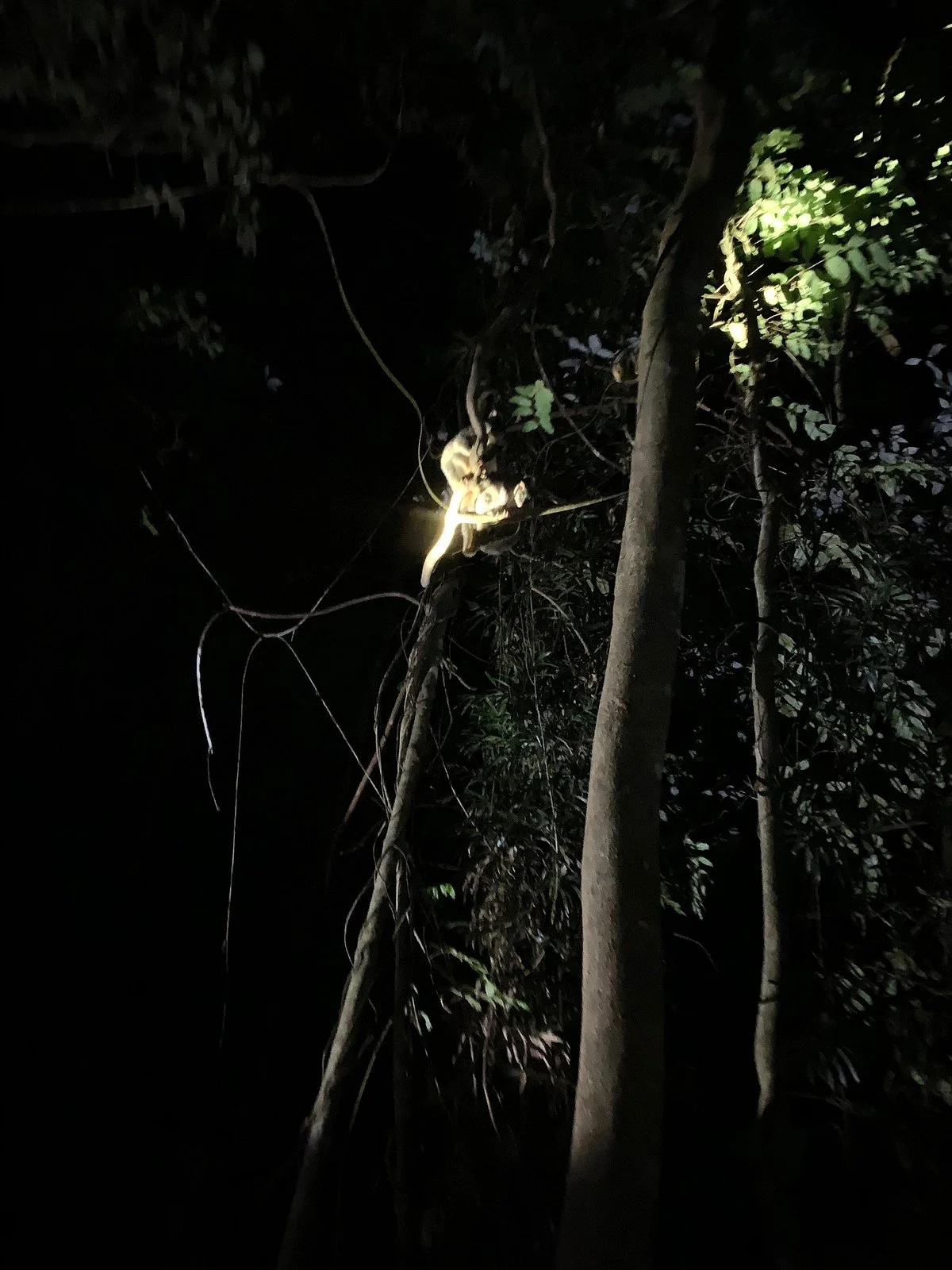 Springbrook Glow Worm Research Centre