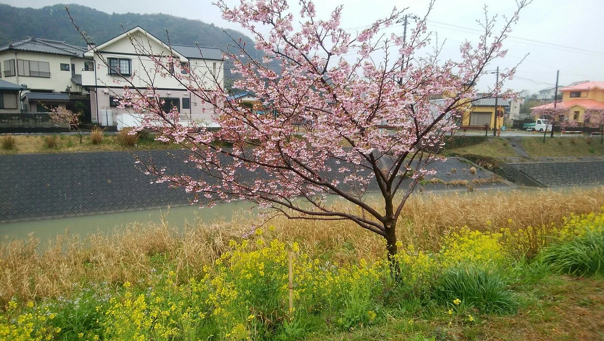 Yoritomozakura along Hodagawa River