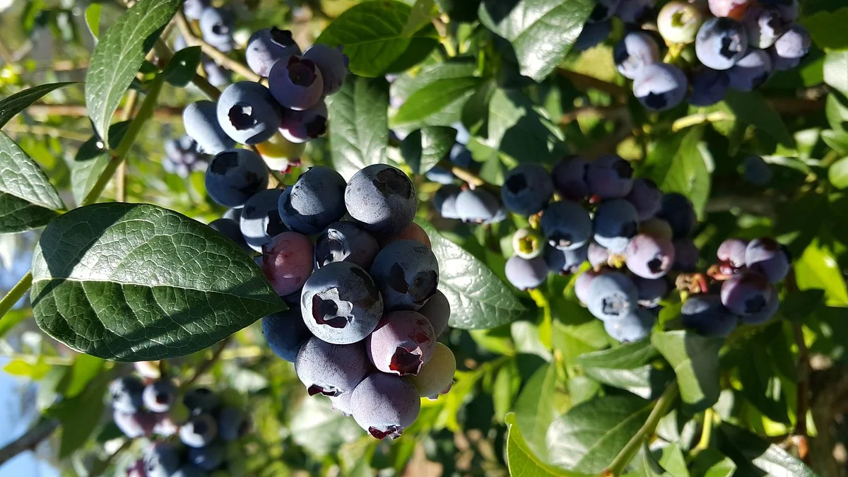 Clyde River Berry Farm