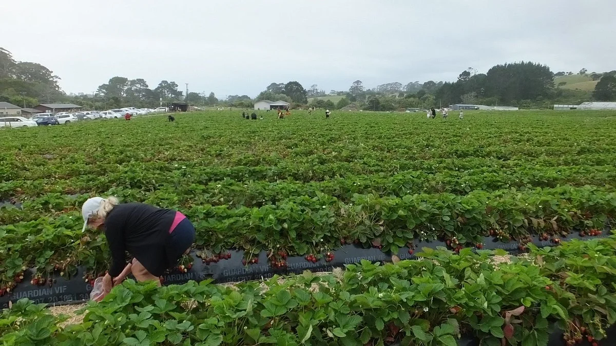 Zaknich Farms Strawberries