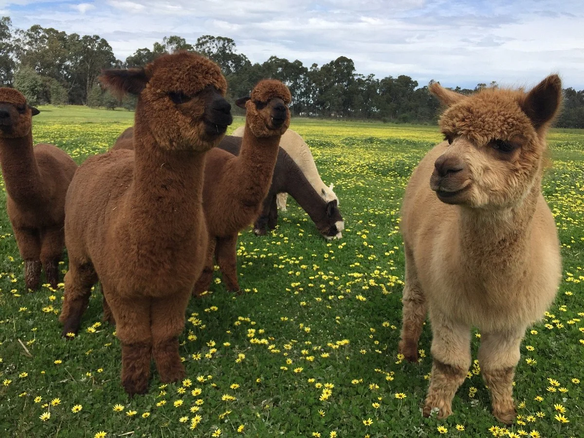 Redbank Alpacas