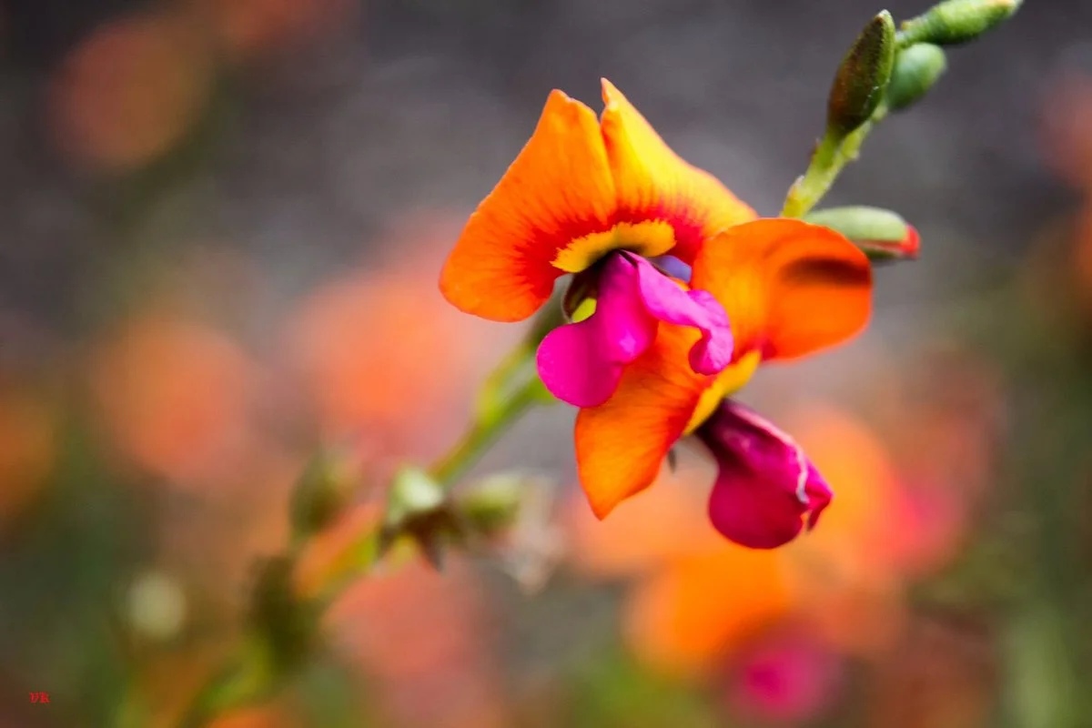 Nangawooka Flora Reserve