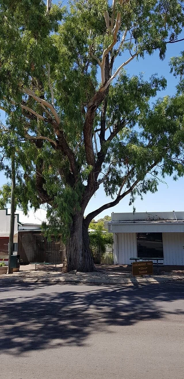 Leichhardt Tree