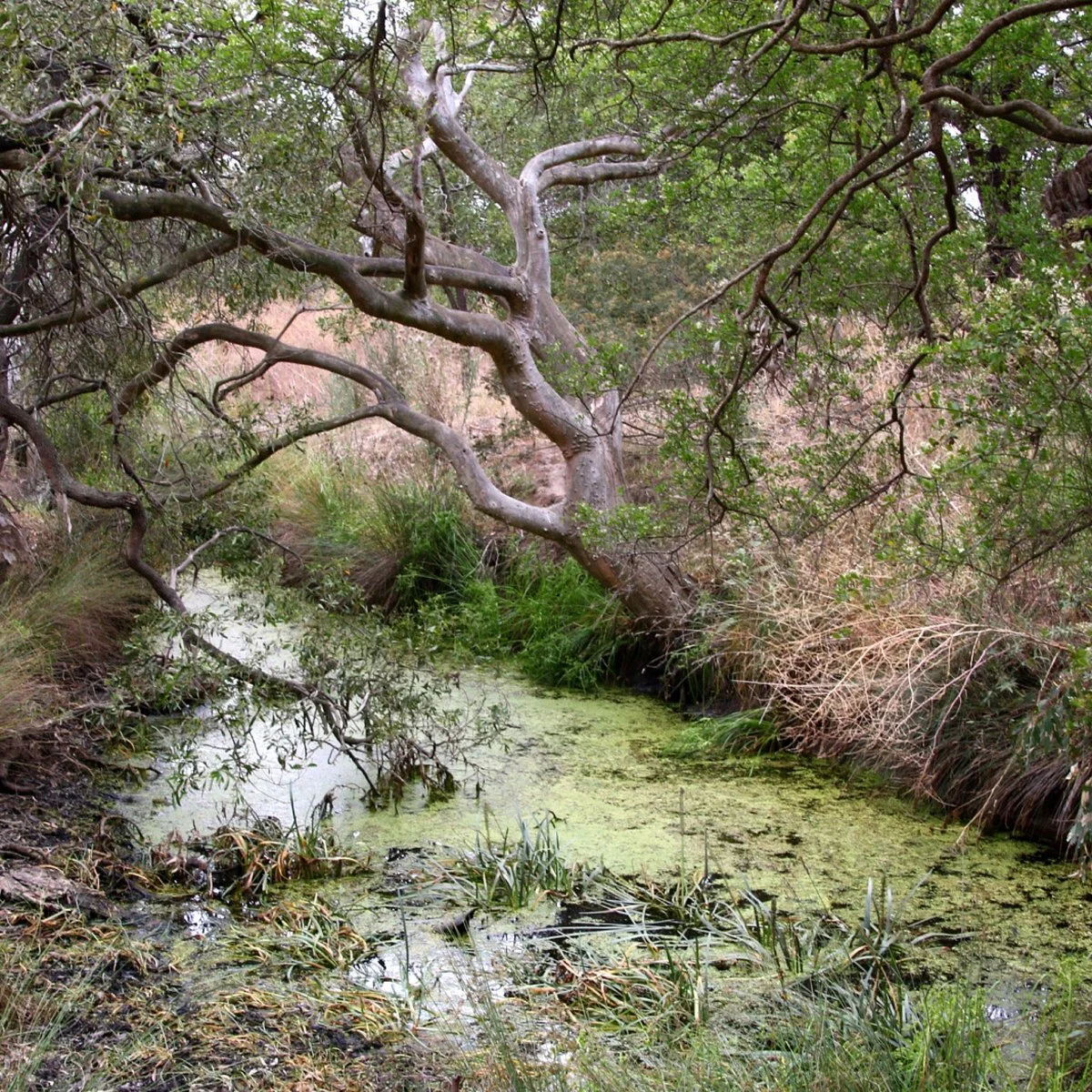 Stewarts Reserve