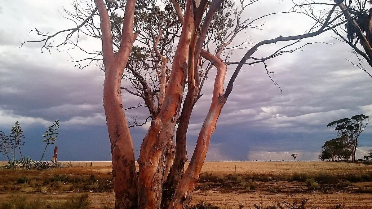 No. 1 Rabbit Proof Fence
