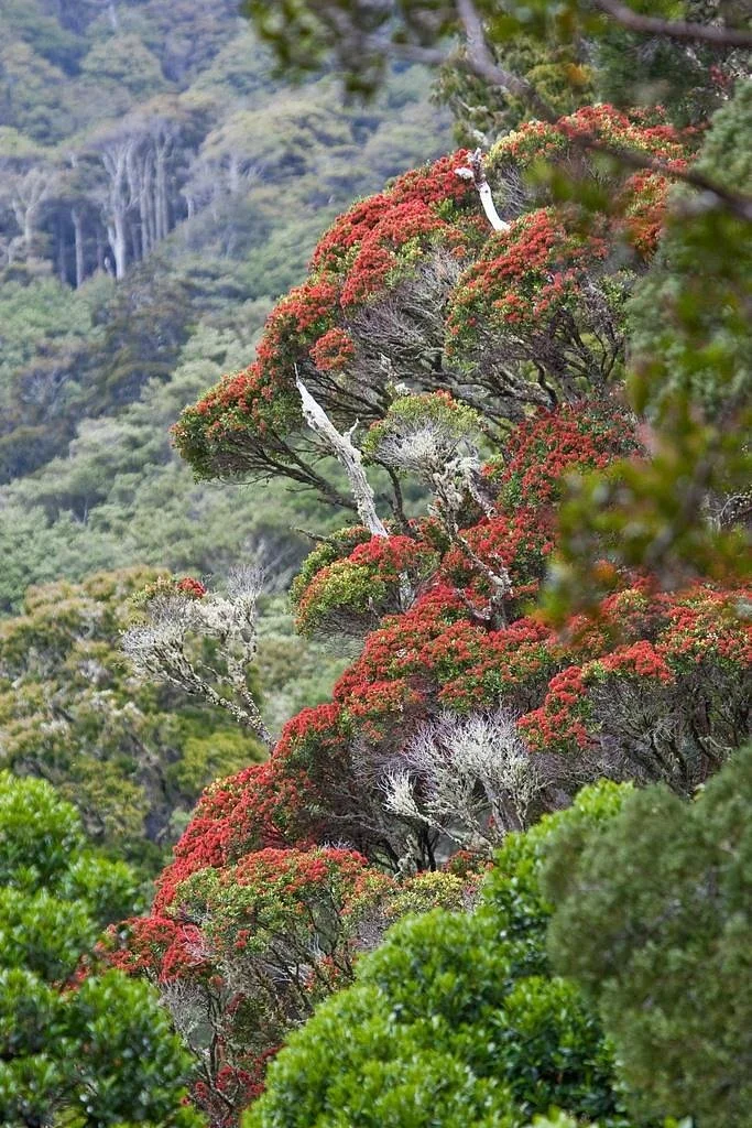 Pakuratahi Forest