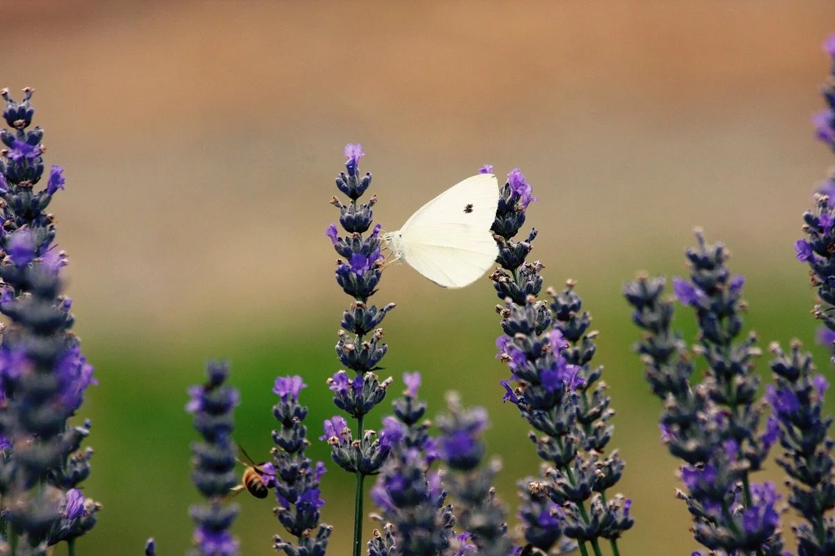 Crystal Brook Lavender Farm