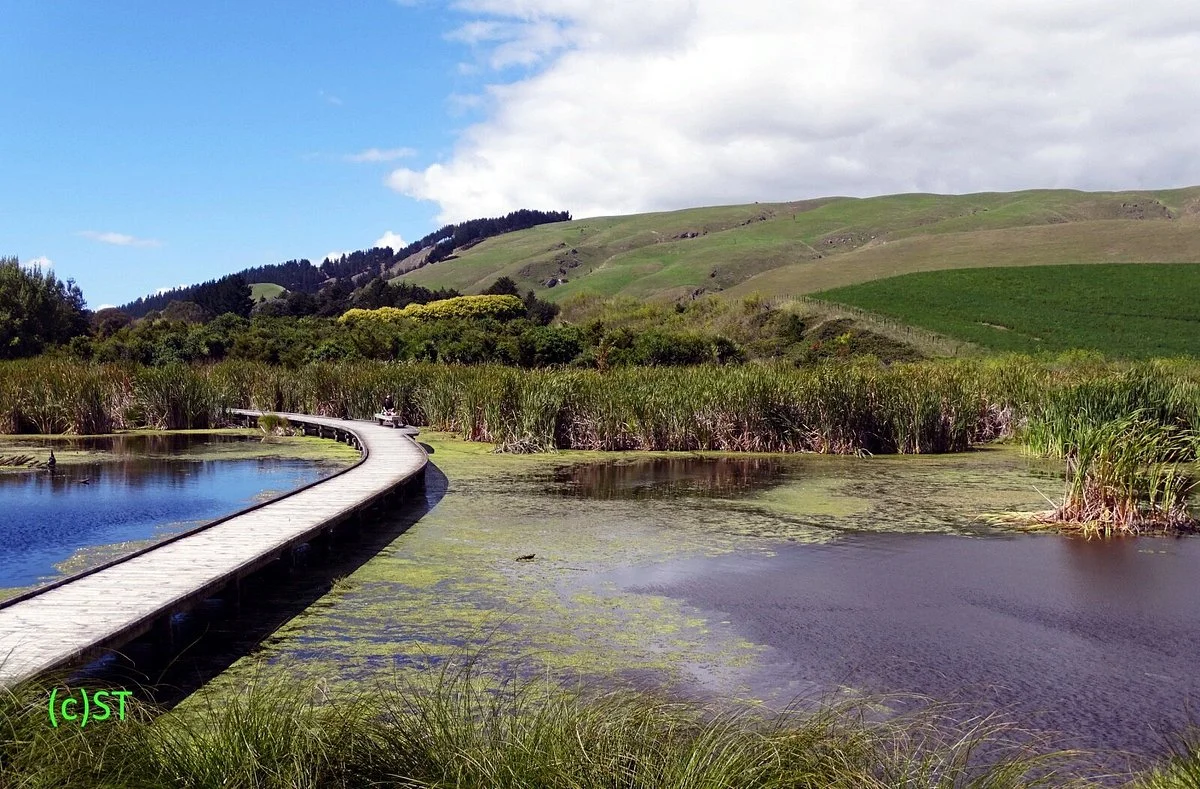 Pekapeka Wetlands