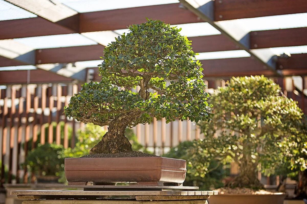 National Bonsai & Penjing Collection