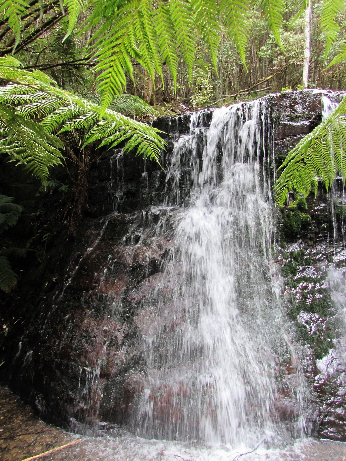 Fern Tree to Silver Falls Loop