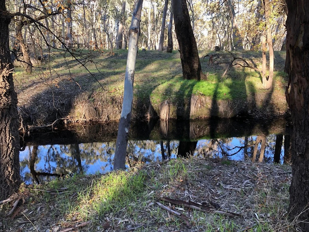 Wirrabara Forest
