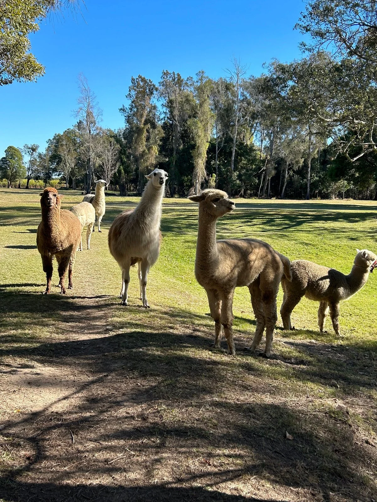 Cardiff Alpacas