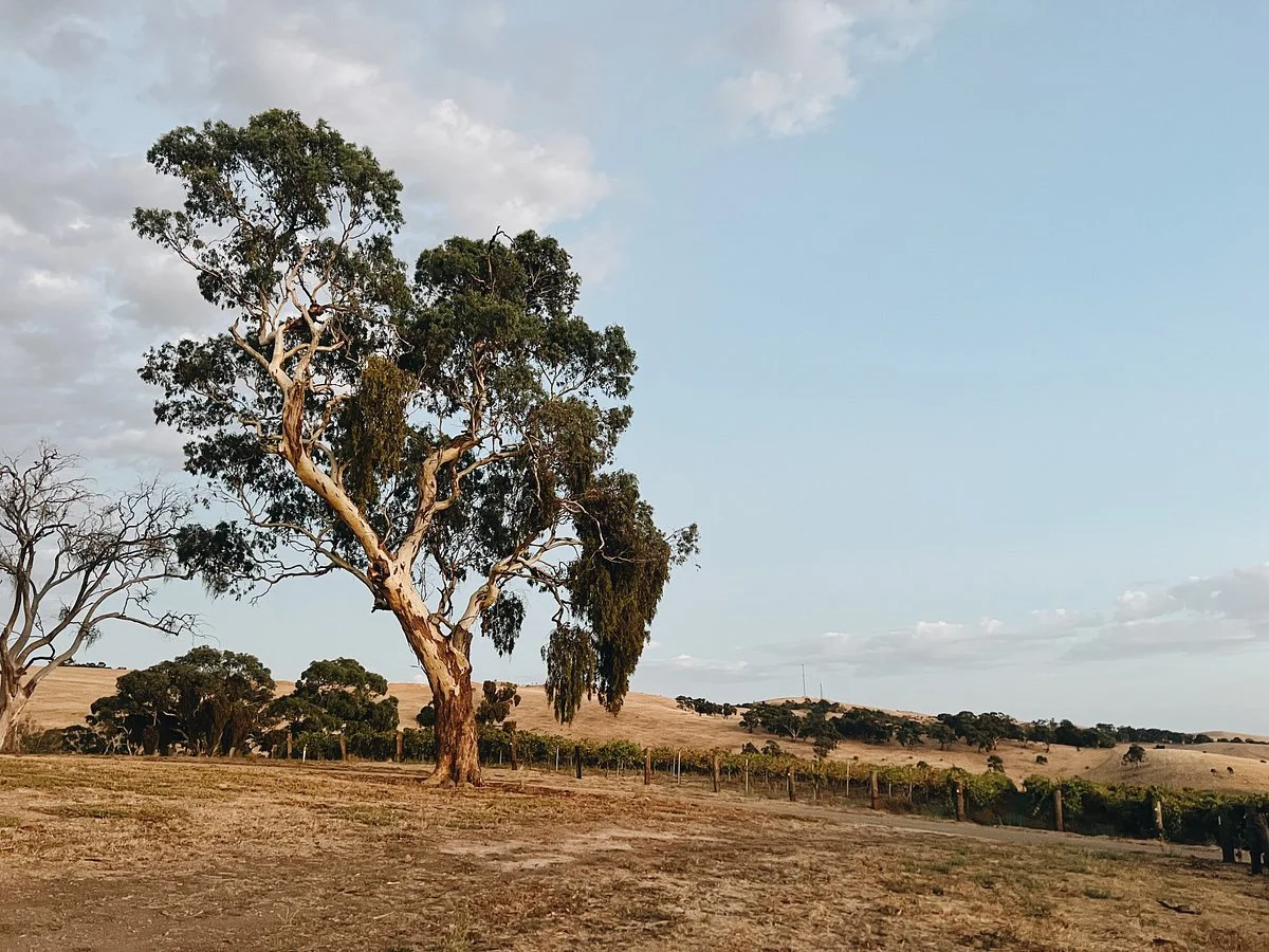 Jaeschkes Hill River Clare Estate